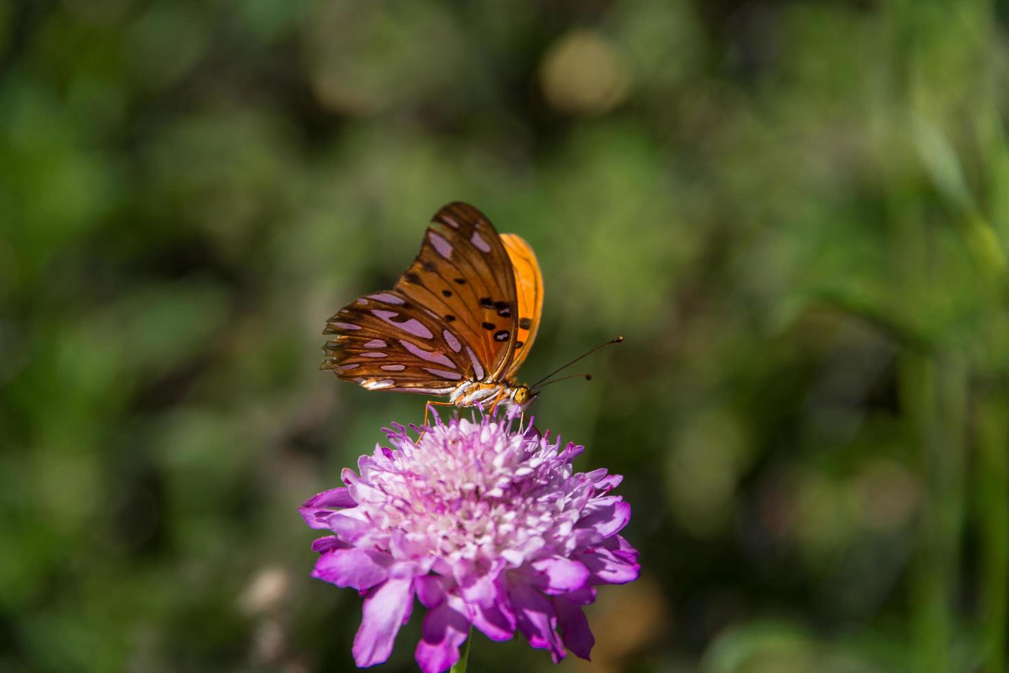 mooi monarch vlinder fladderend over- lila bloemen en distels foto