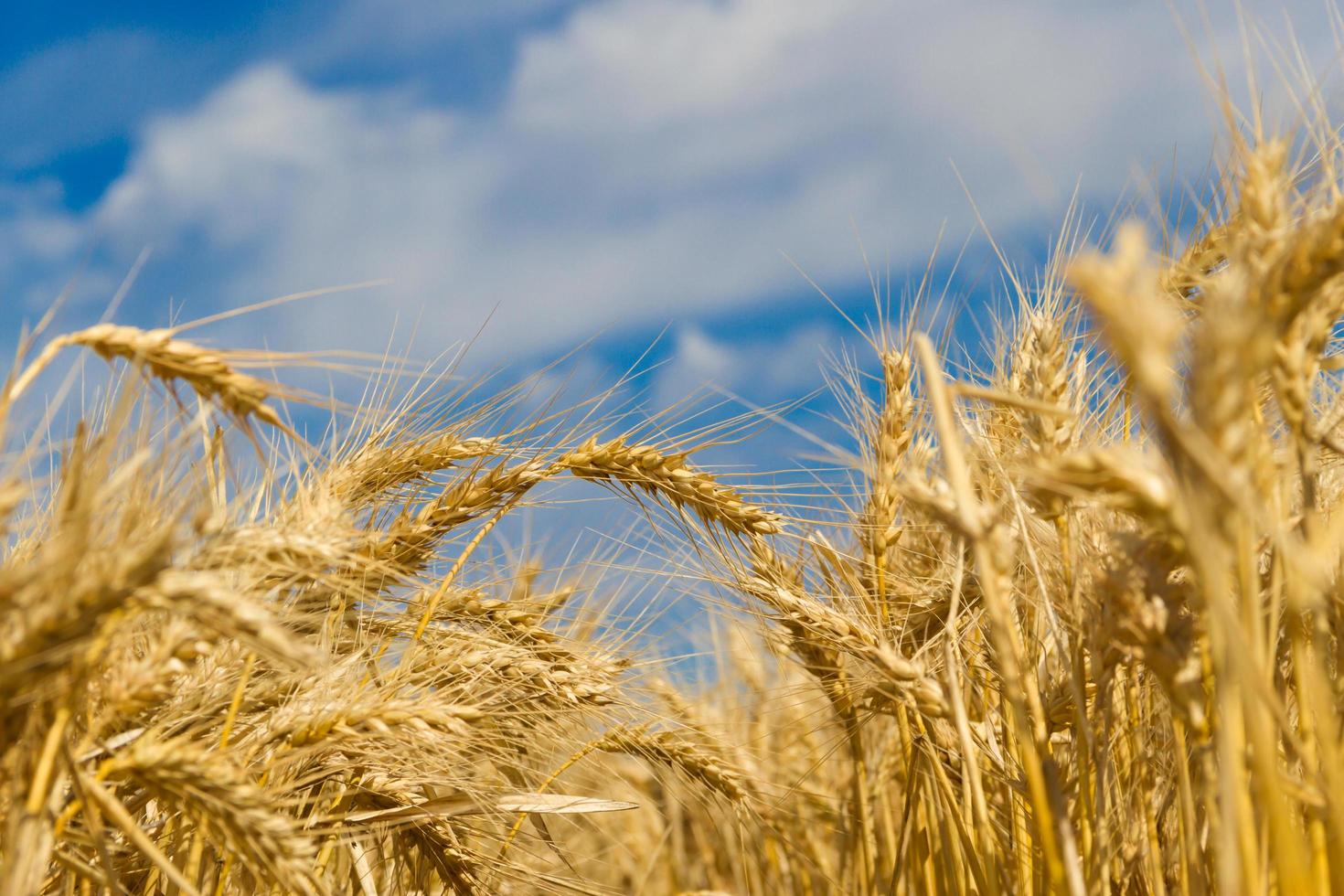 gouden tarwe door de zon in de veld- foto