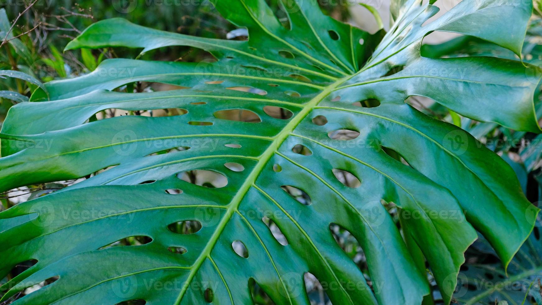 groen bladeren van fabriek monstera groeit in wild beklimming boom oerwoud, regenwoud planten groenblijvend wijnstokken struiken. foto