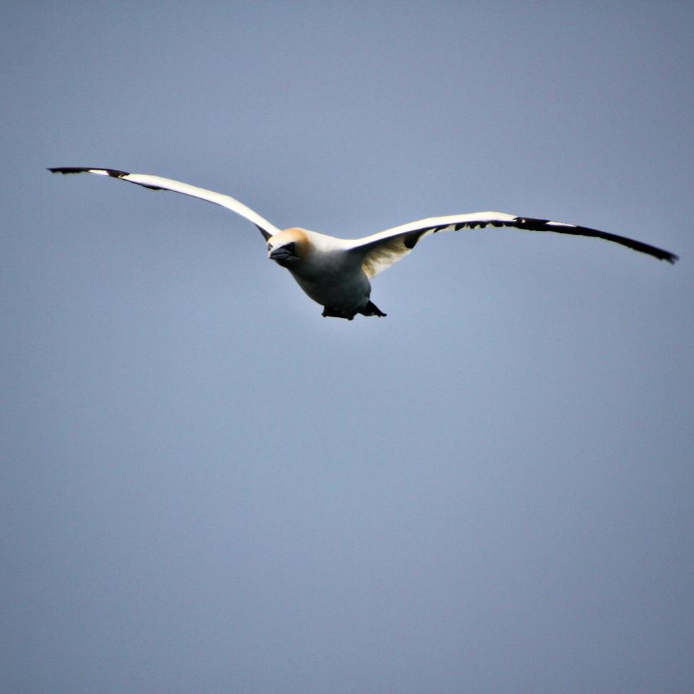 een visie van een jan-van-gent in vlucht foto