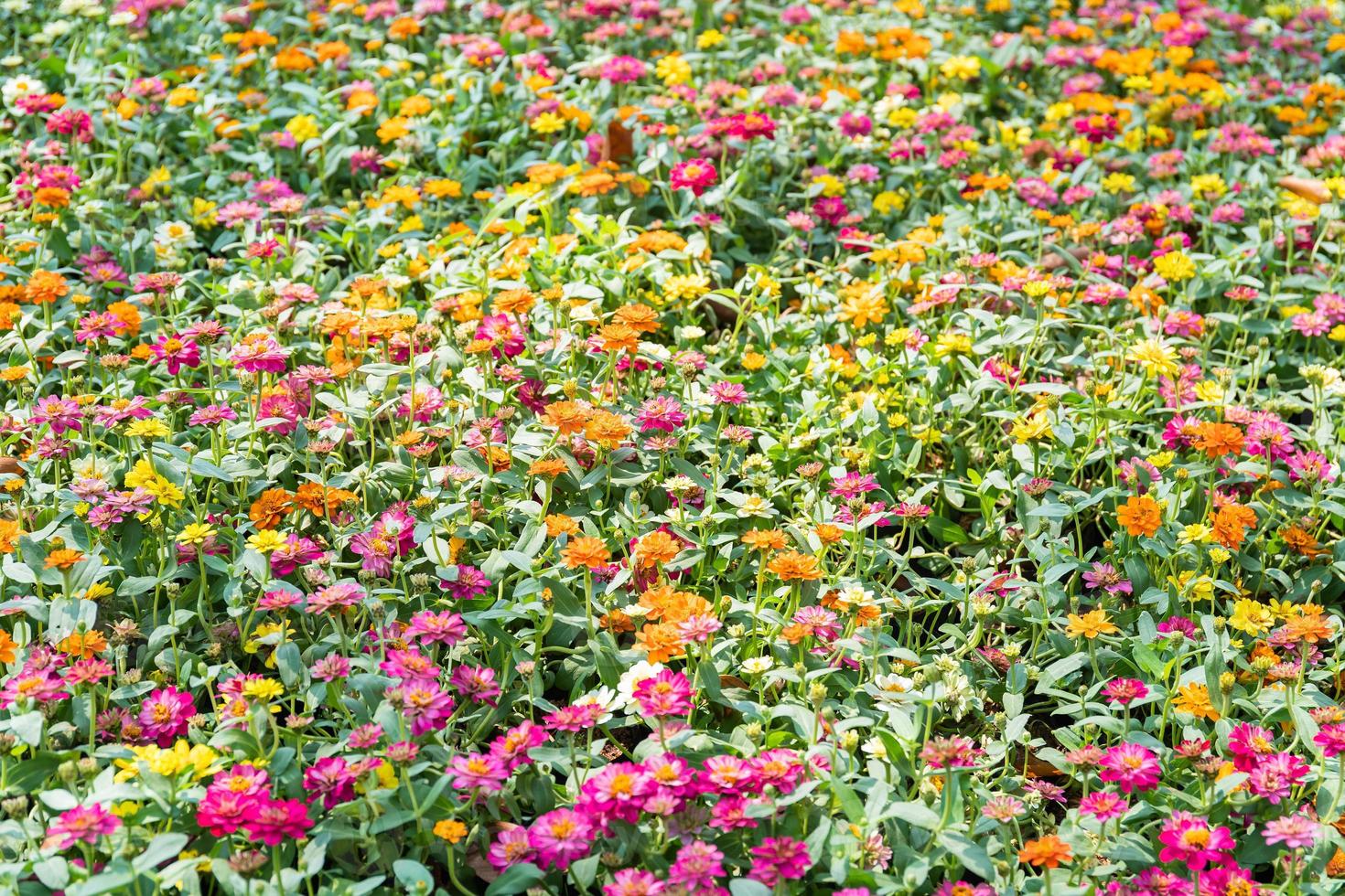 zinnia bloemen bloeiend in de tuin foto