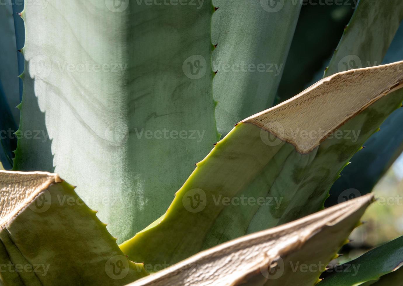 succulente installatieclose-up, doorn en detail op bladeren van agaveplant foto