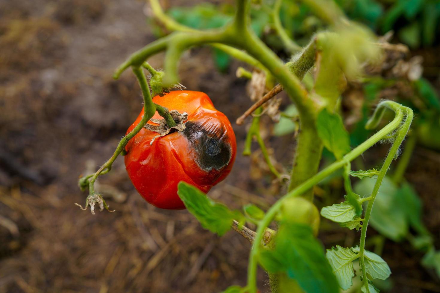 verrot tomaat met gietvorm en schimmels detailopname Aan een donker achtergrond. foto