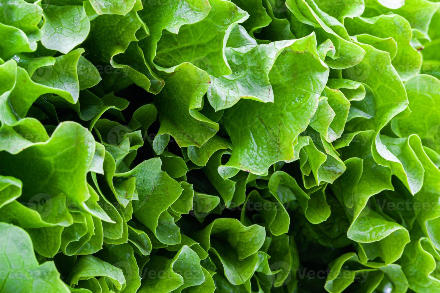 een achtergrond van groen sla met mooi sappig bladeren in detailopname. textuur. achtergrond. foto in hoog kwaliteit