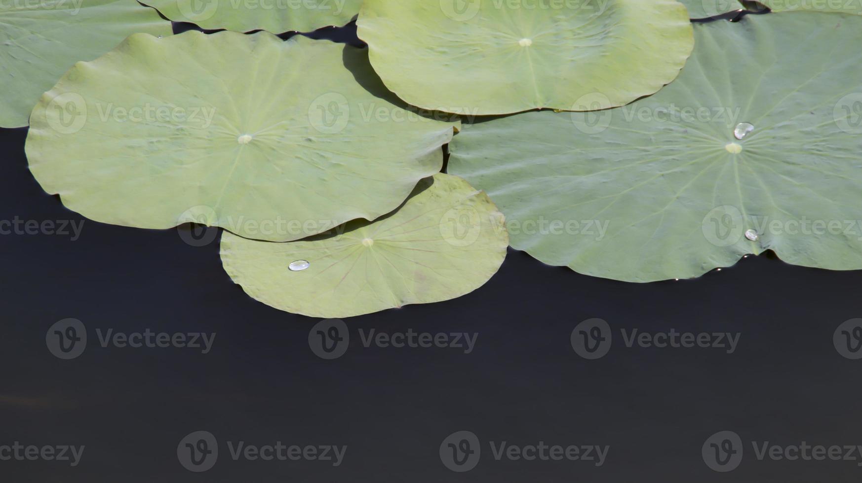 groen lotus stootkussens blad drijvend Bij de water, sommige water druppels Bij de blad en sommige negatief ruimte. water lelie. foto