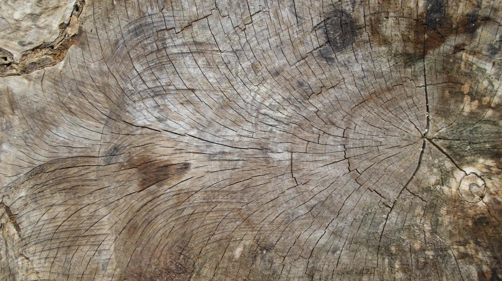 de hout structuur van besnoeiing boom romp of hout logboek. foto