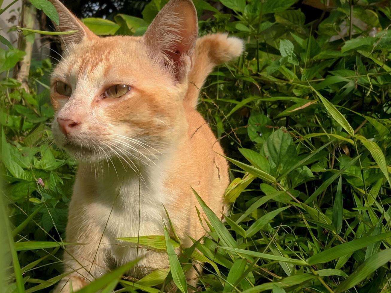 een kat in de struiken in de tuin foto