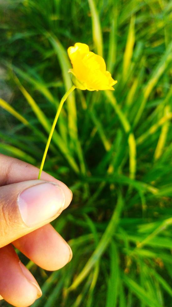 hand- en bloem foto