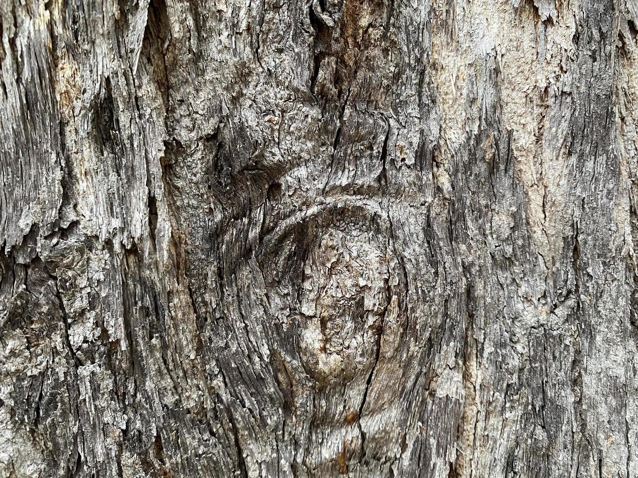 naadloos schors kleur grijs, wit, zwart heeft een ruw textuur, geschikt voor gebruik net zo een achtergrond, boom, cel. voor natuurlijk behang foto