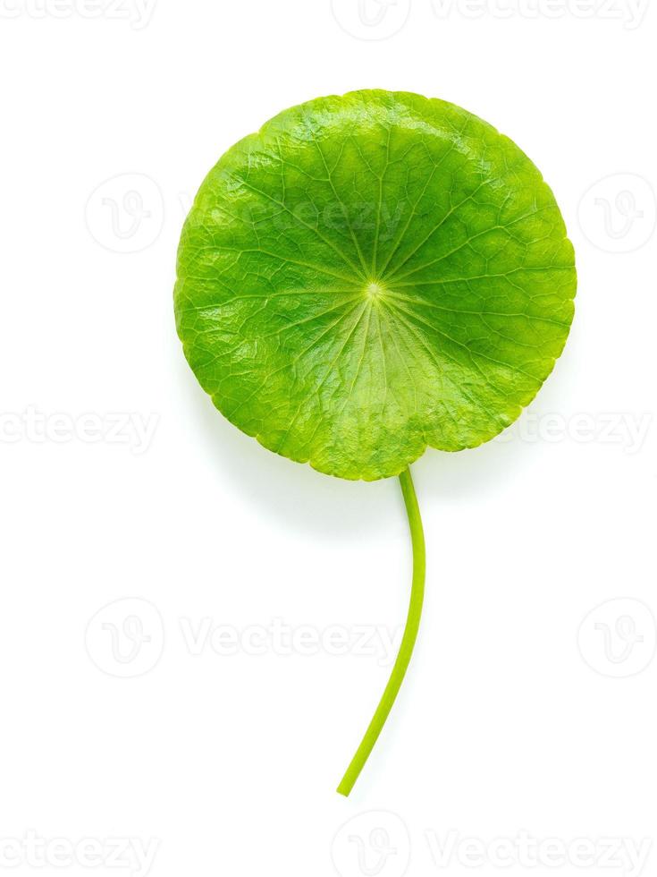 close-up centella asiatica bladeren met regendruppel geïsoleerd op een witte achtergrond bovenaanzicht. foto