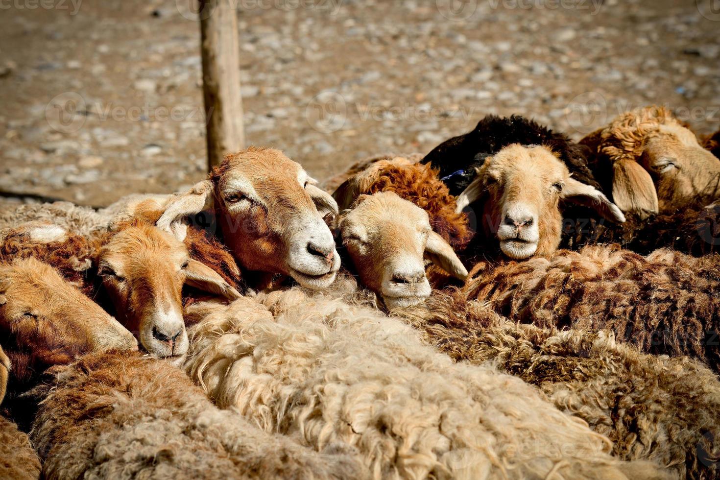 vee aan het wachten voor handel in de vee en schapen bazaar in xinjiang foto