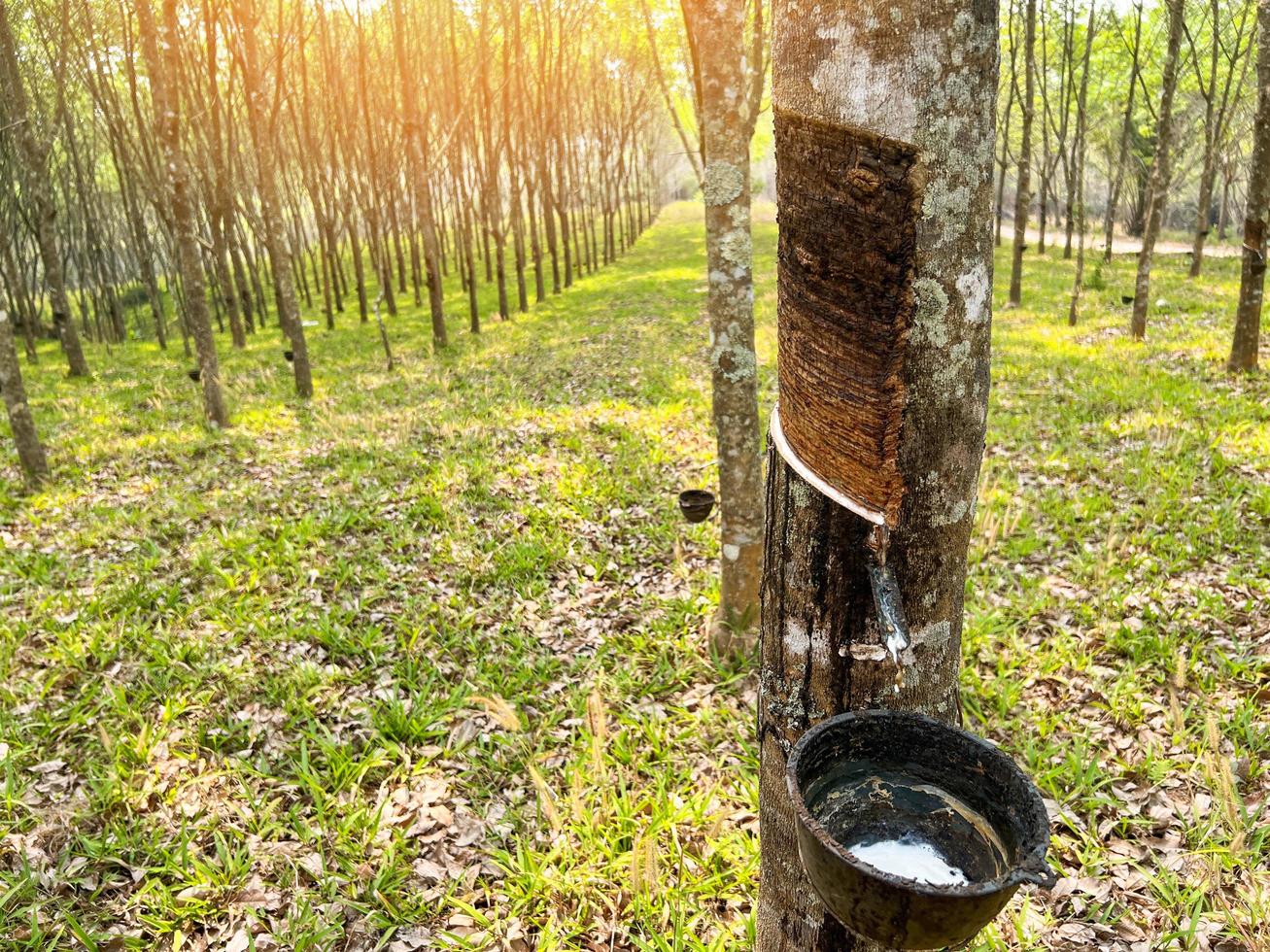 rubber plantage besnoeiing voor natuurlijk latex Aan rubber boom Aan veld- landbouw Oppervlakte met natuurlijk latex rij van boom foto