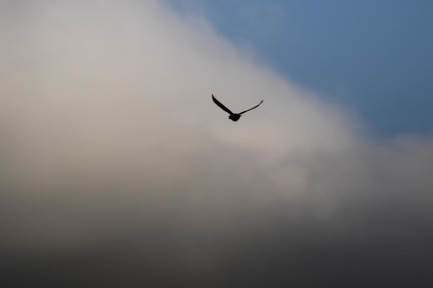 vliegend vogelstand Aan een stormachtig weer en donker wolken foto