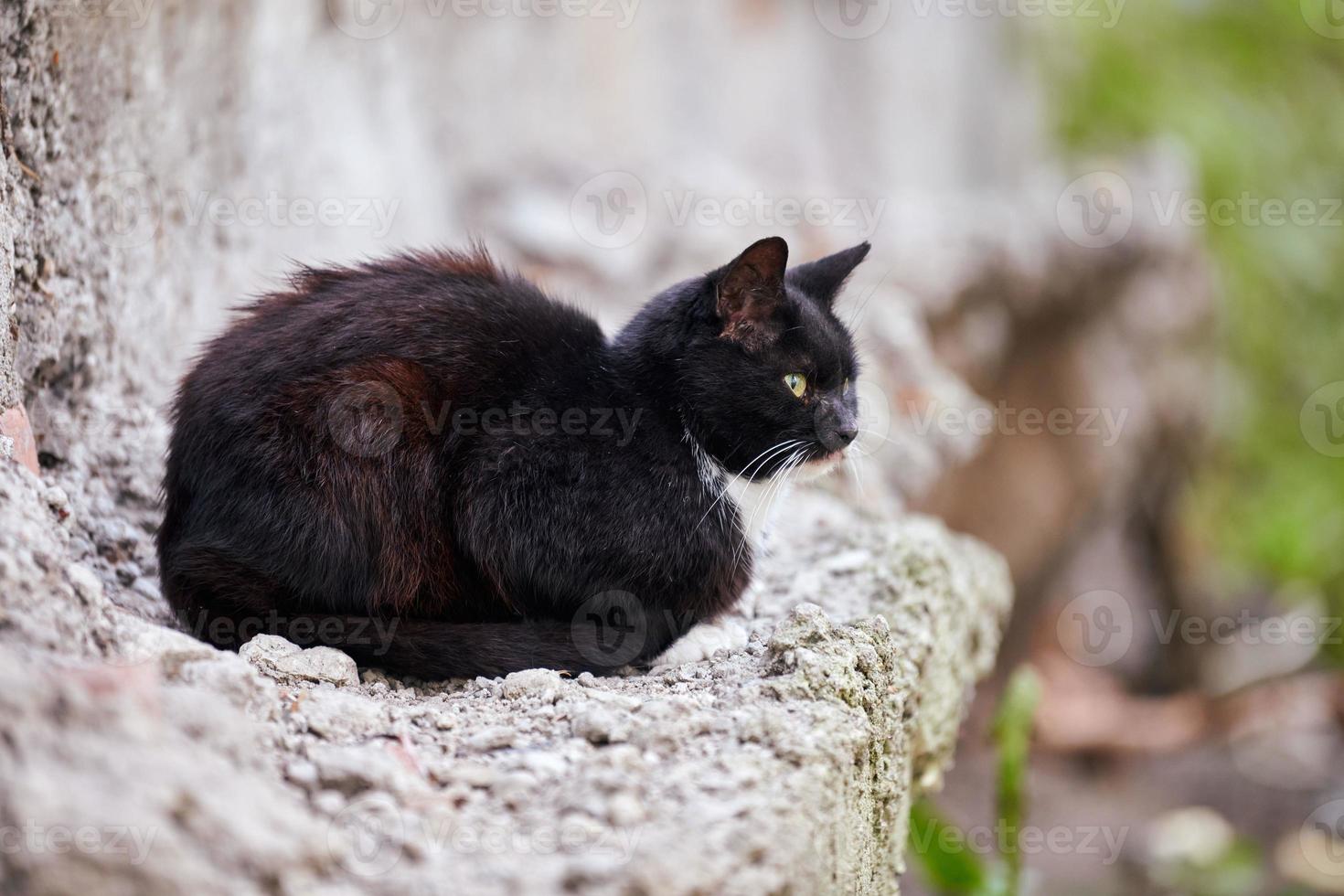 zwart dakloos kat Aan steen in straat foto