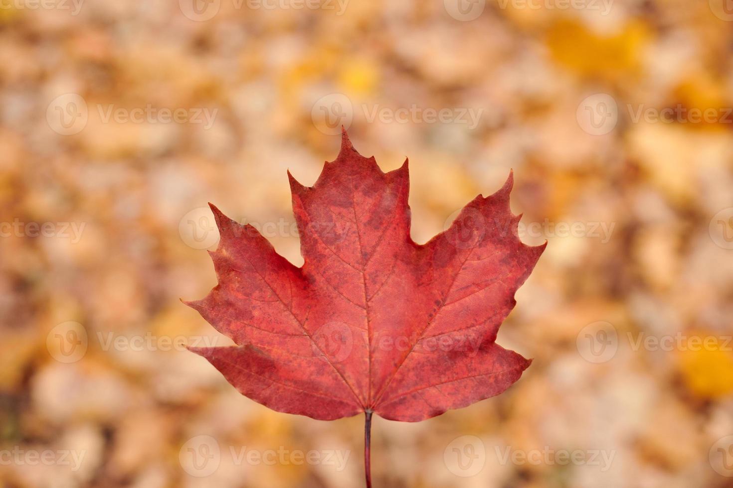 rood herfstblad op gele gebladerteachtergrond foto