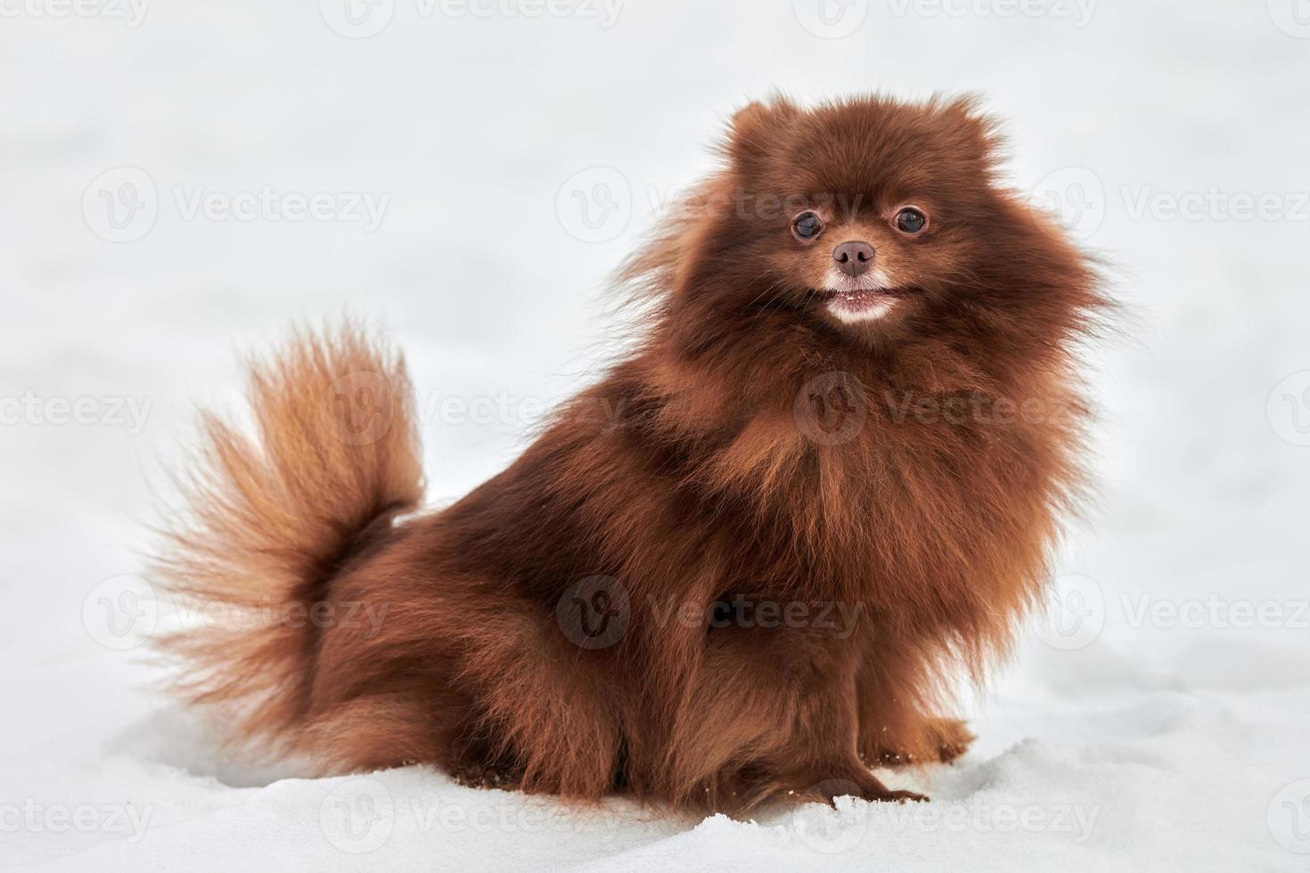 grappig pommeren spits hond Aan winter buitenshuis wandelen vol grootte kant visie portret schattig bruin spits foto