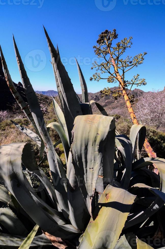 schilderachtige berglandschap foto