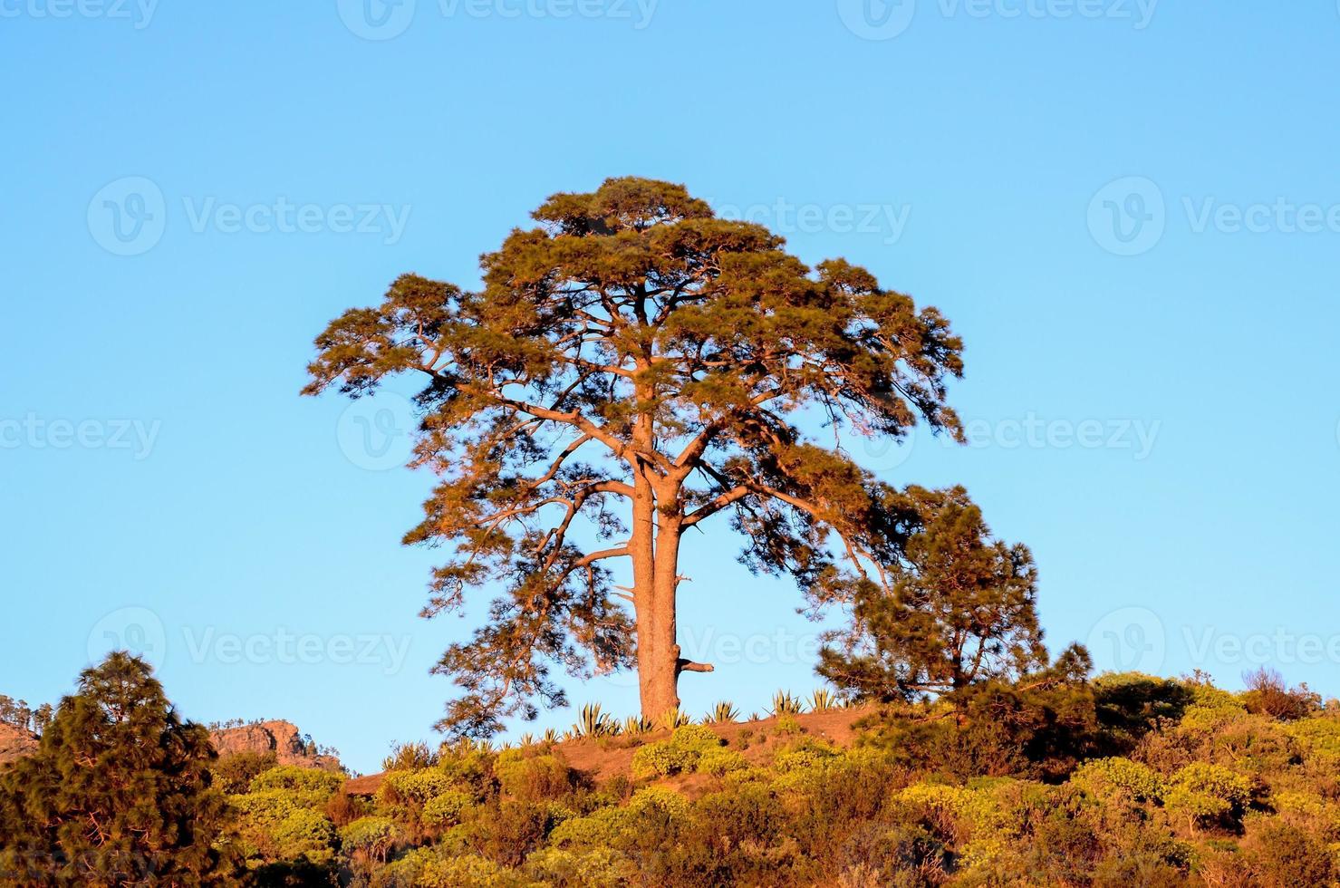 boom op de heuvel foto
