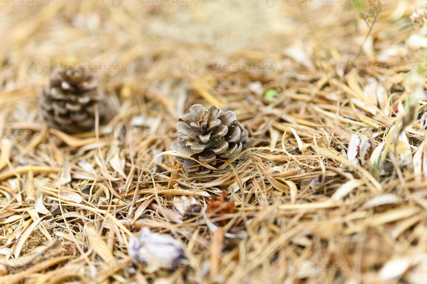 hoop droge verdorde gevallen herfstbladeren van olijfbomen en dennenappels foto