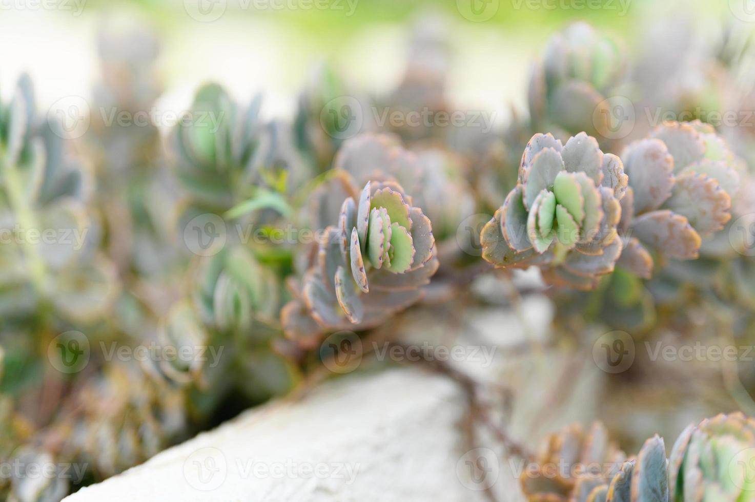 vetplanten in een bloembed buiten foto