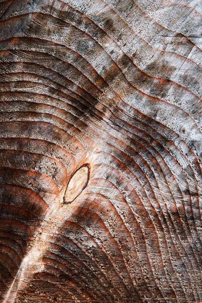 ruw hout met ringen foto