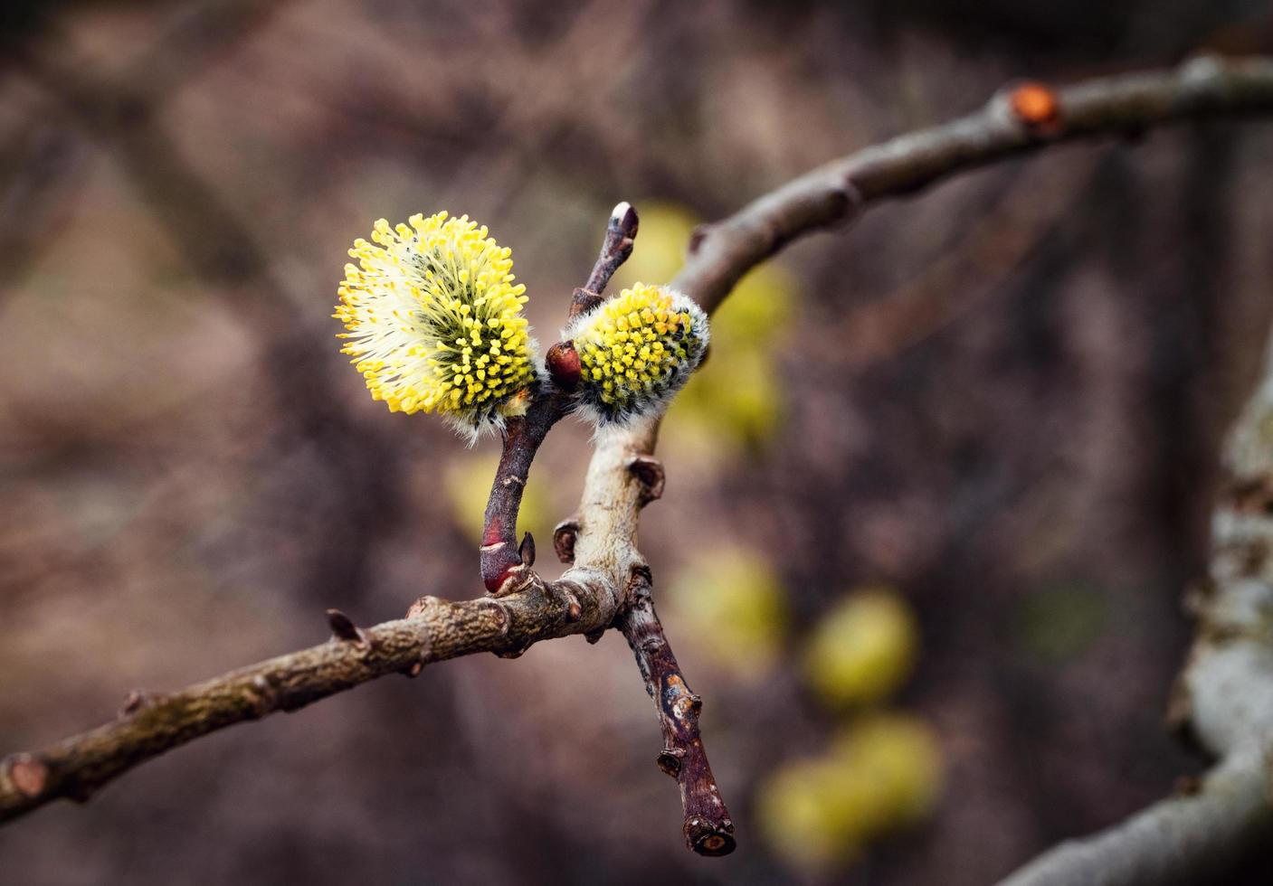 twee wilgengele knoppen foto