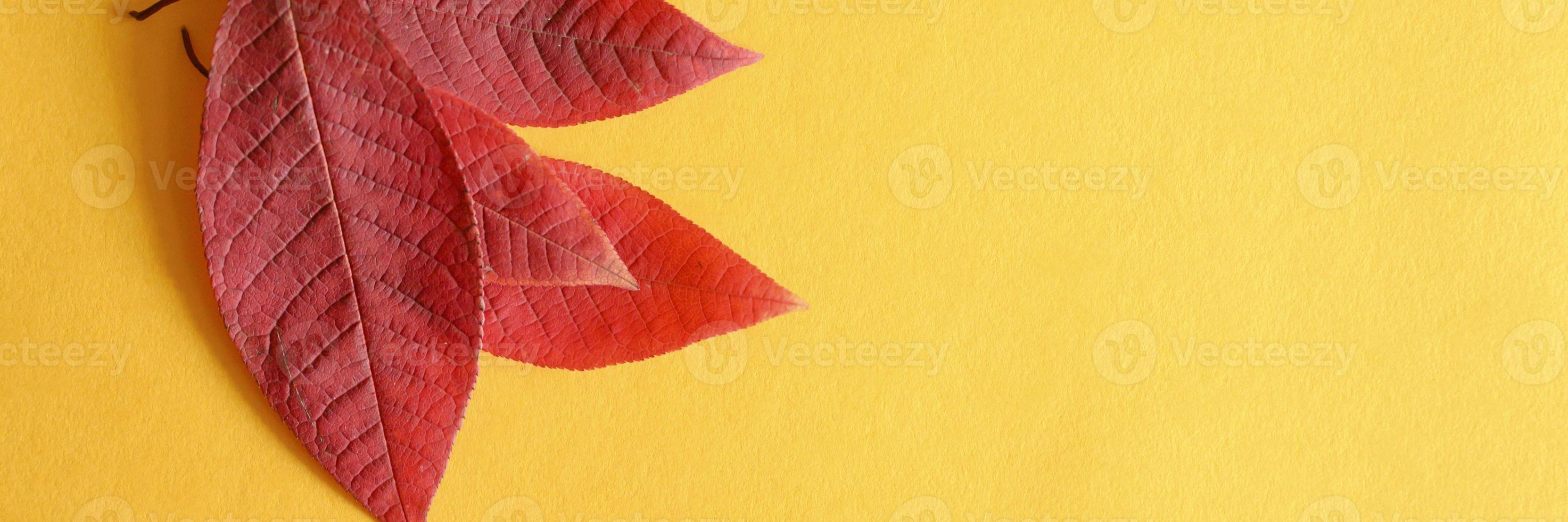 verschillende rode gevallen kersen herfstbladeren op een geel papier achtergrond plat leggen foto