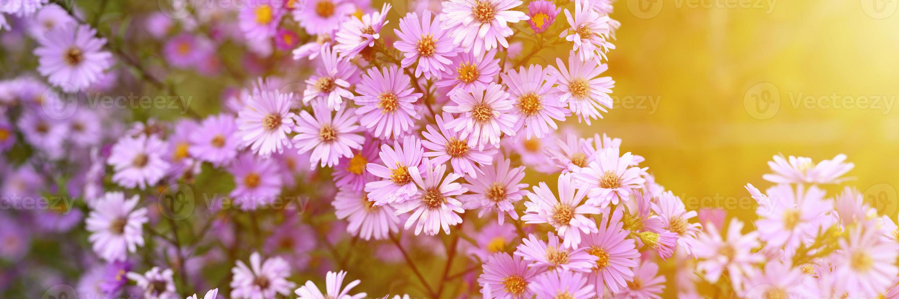 herfstbloemen aster novi-belgii levendig in lichtpaarse kleur foto