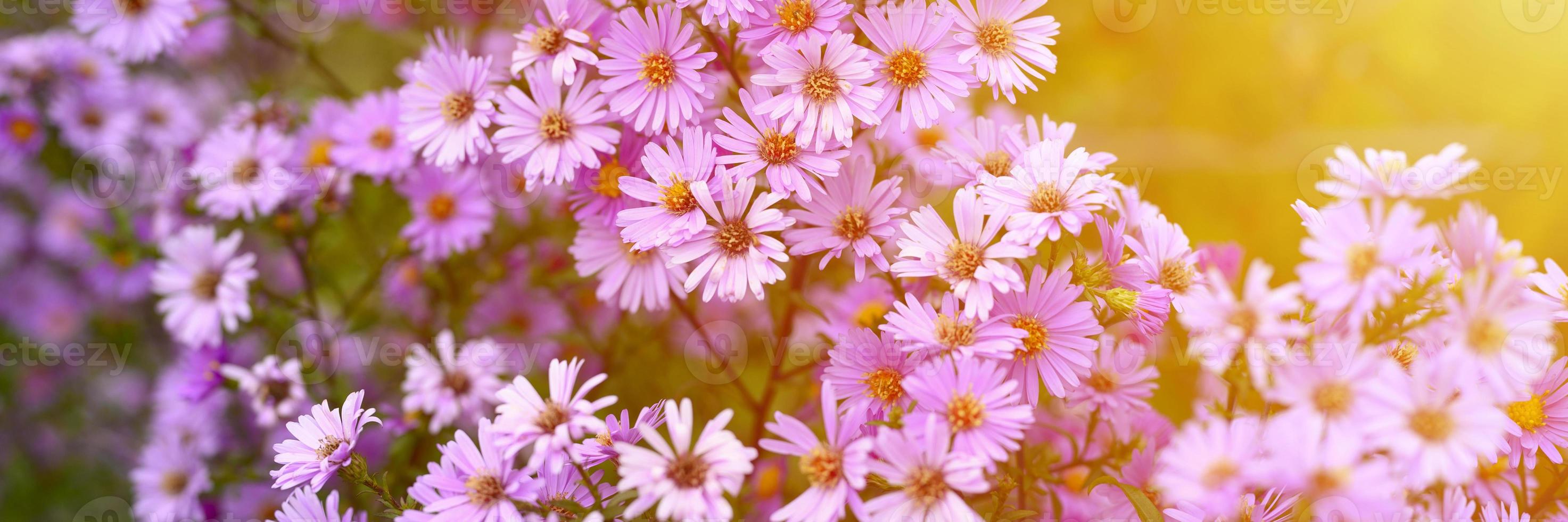 herfstbloemen aster novi-belgii levendig in lichtpaarse kleur foto