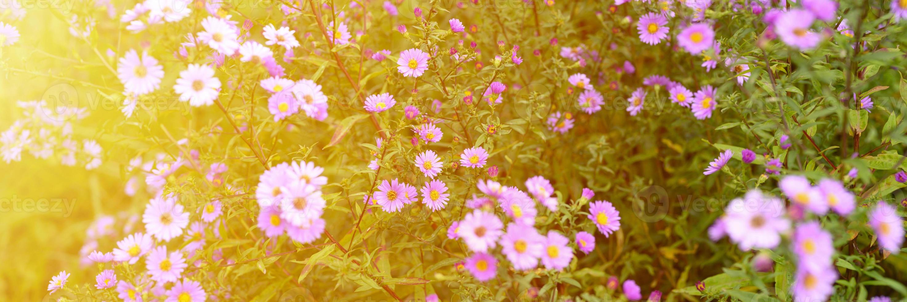 herfstbloemen aster novi-belgii levendig in lichtpaarse kleur foto