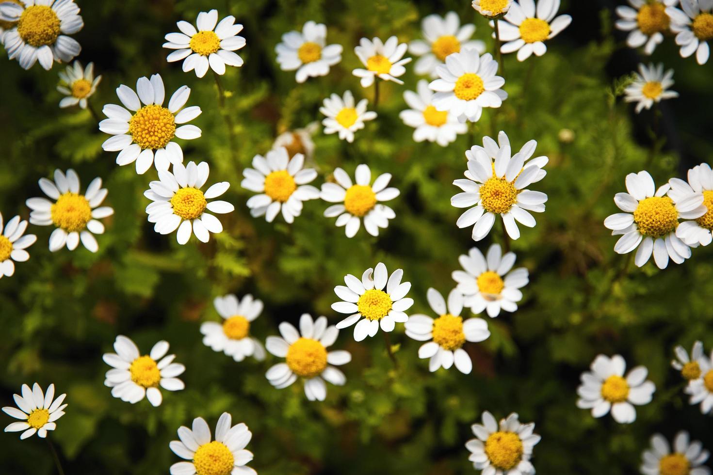 kleine witte margarettebloemen foto