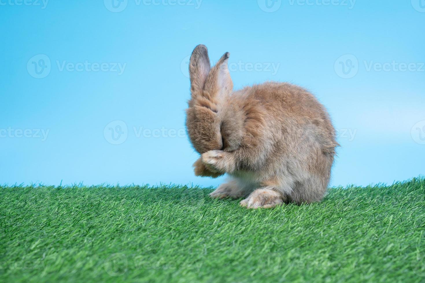 harig en pluizig schattig zwart konijn is staand Aan twee poten Aan groen gras en blauw achtergrond en schoonmaak de voorkant poten. concept van knaagdier huisdier en Pasen. foto