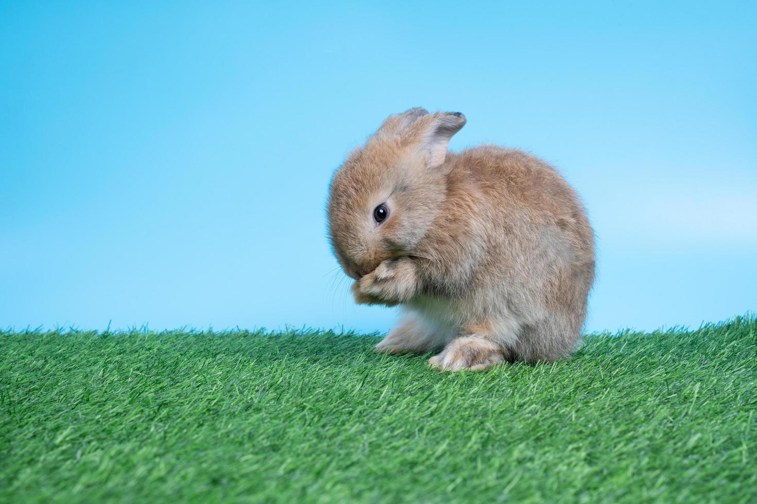 harig en pluizig schattig zwart konijn is staand Aan twee poten Aan groen gras en blauw achtergrond en schoonmaak de voorkant poten. concept van knaagdier huisdier en Pasen. foto