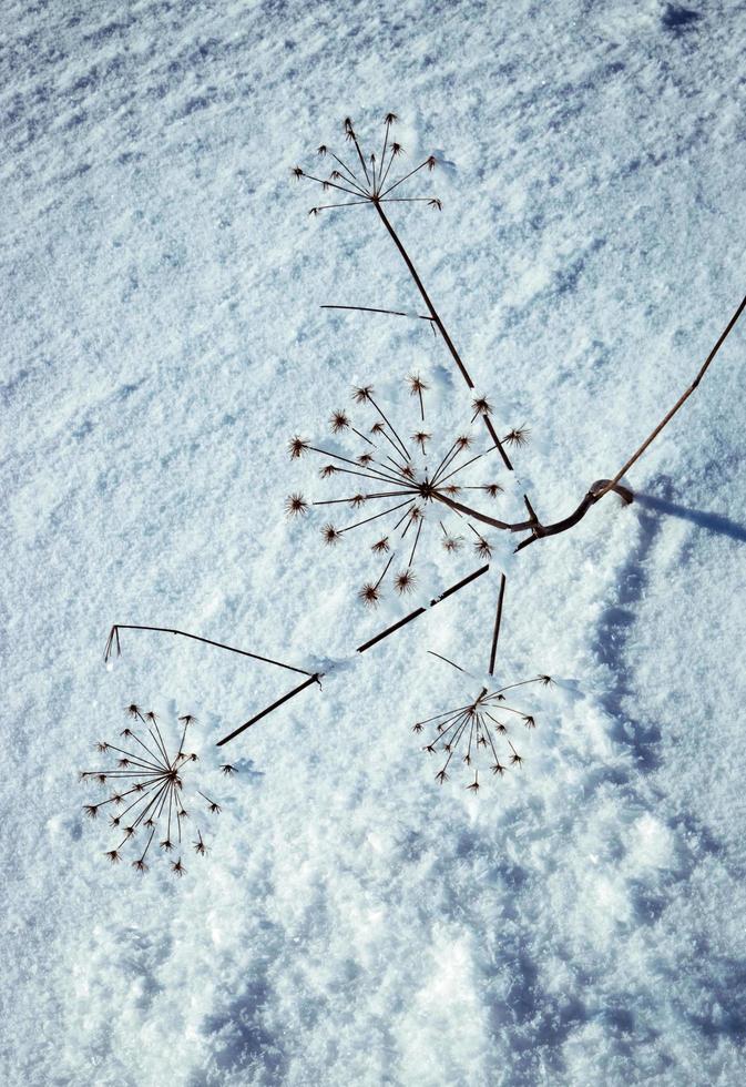 droge plant in sneeuw foto