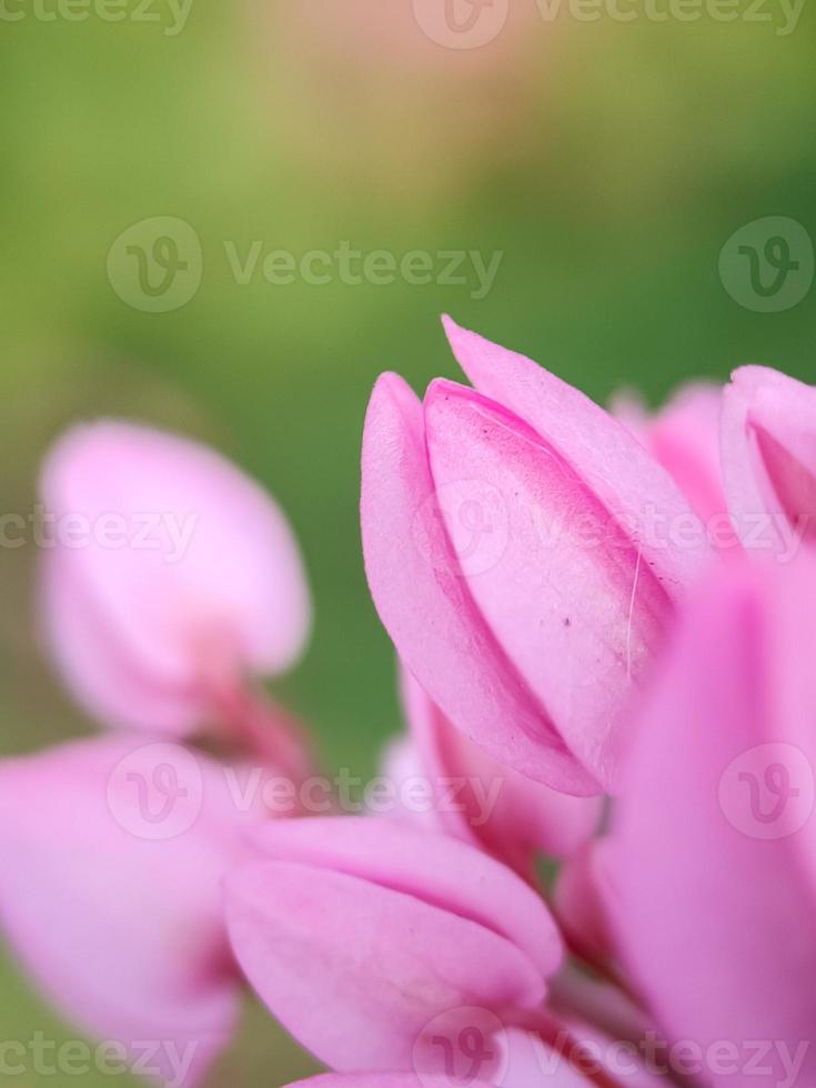 roze bloemenclose-up foto