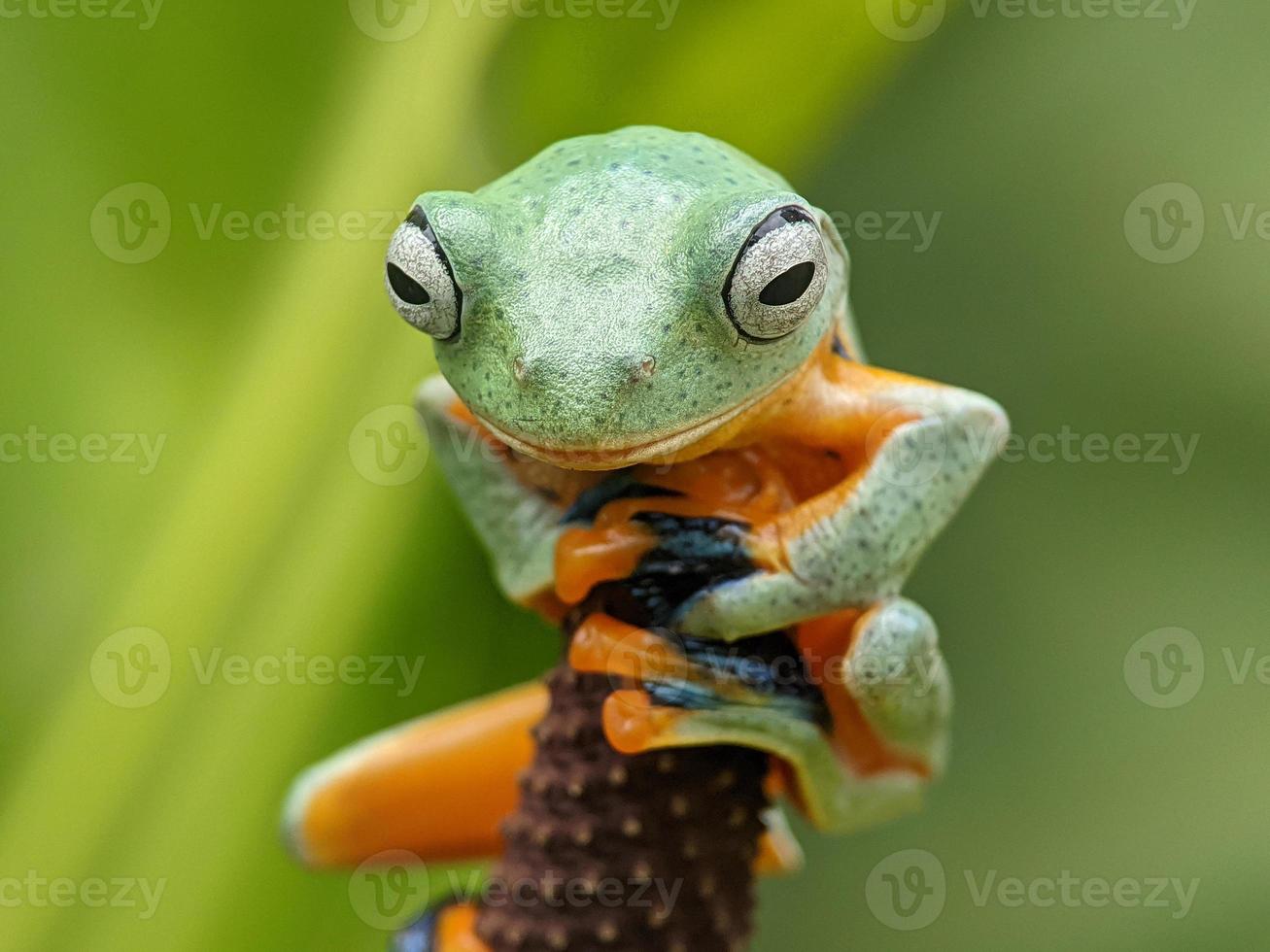 groene kikker achtergrond foto