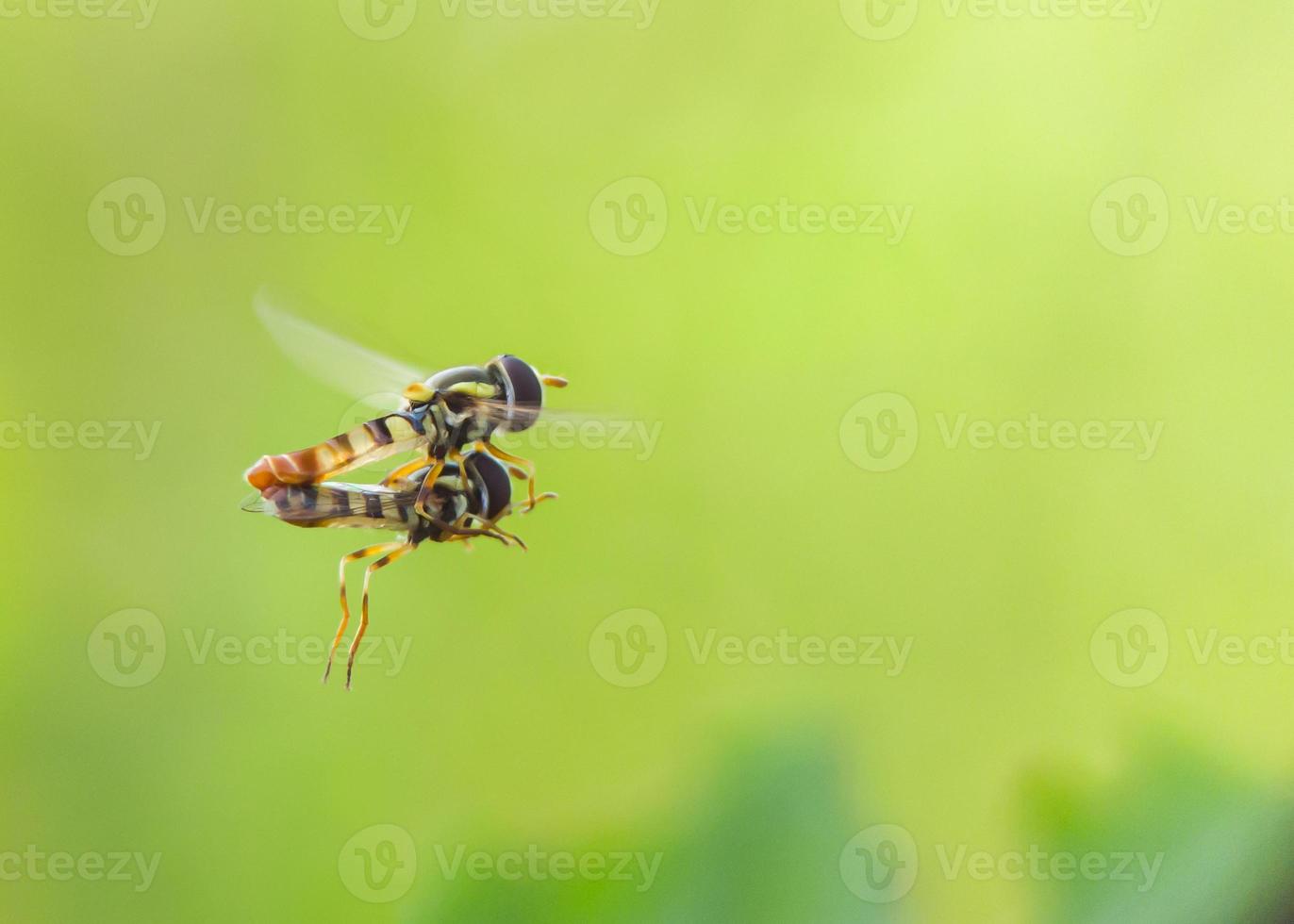 bijen vliegen en paren op groene achtergrond foto