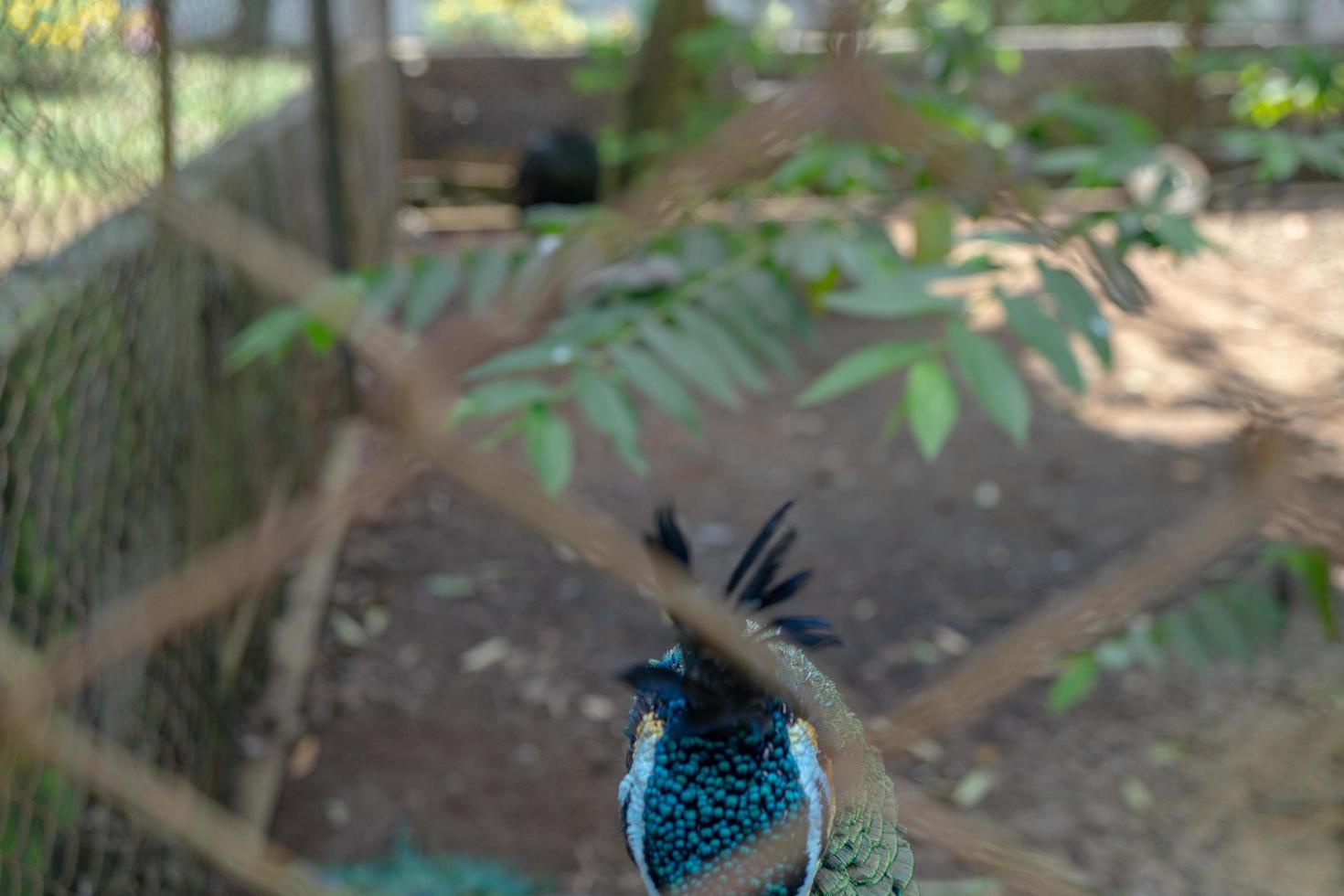 dichtbij omhoog Pauw vogel Aan de mini dierentuin semarang centraal Java. de foto is geschikt naar gebruik voor natuur dier achtergrond, dierentuin poster en reclame.