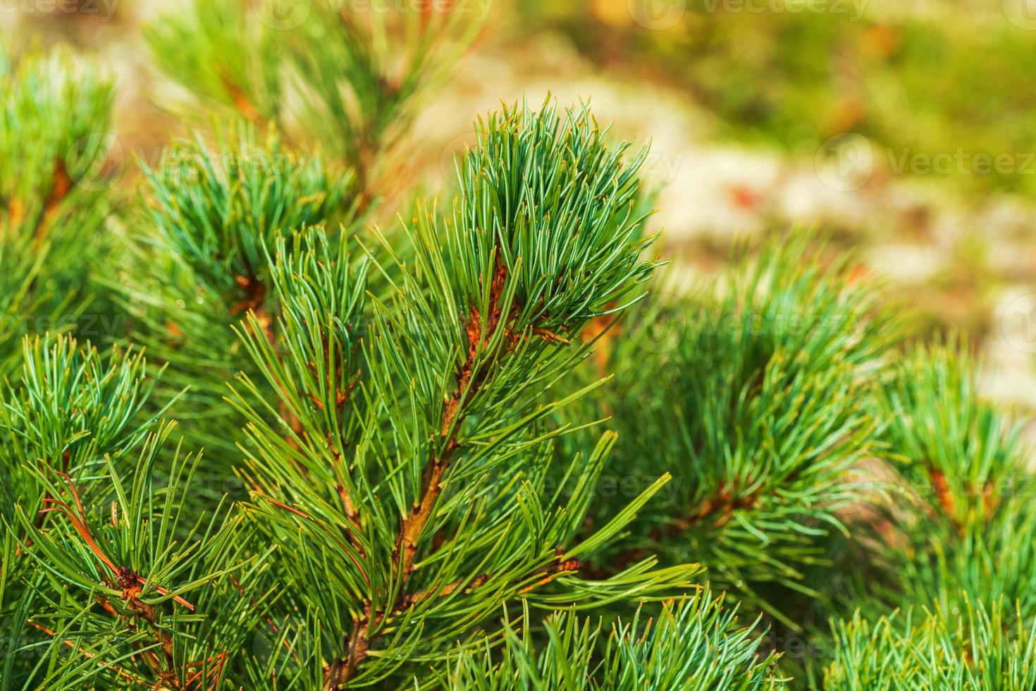 naalden van struik dwerg steen pijnboom pinus pumila. detailopname natuurlijk bloemen achtergrond foto