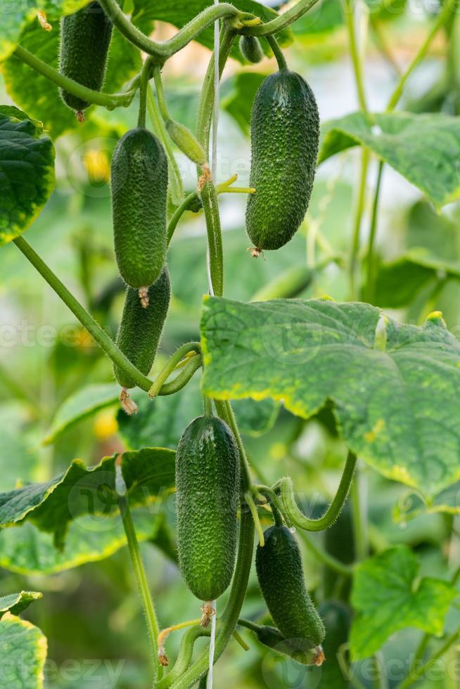 groep van natuurlijk groen biologisch komkommers toenemen Aan tuin bed. zomer en vers gezond eco groenten in kas Aan agrarisch boerderij voordat oogst in zonnig het weer. foto