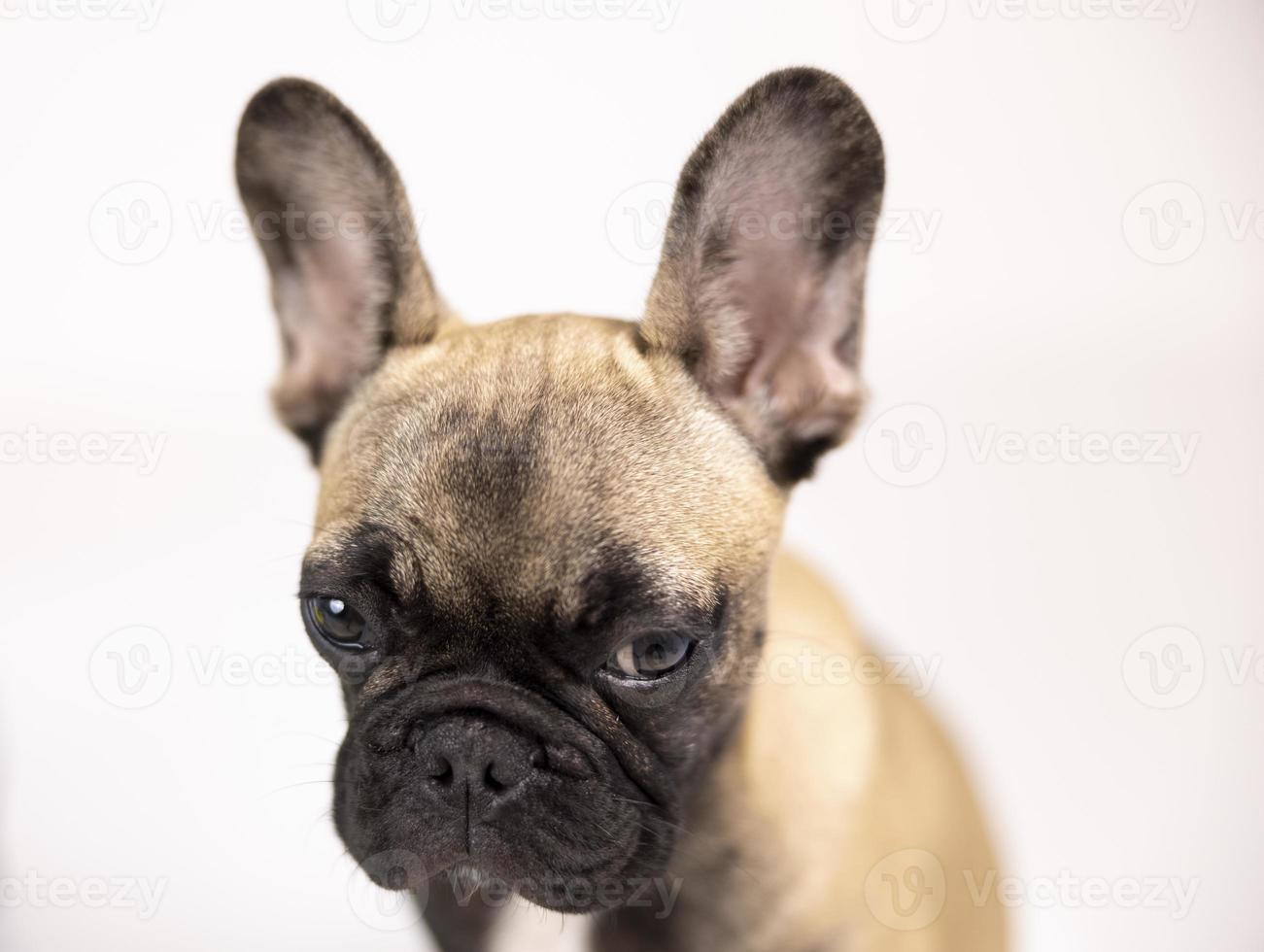 schattig huisdier Frans bulldog puppy tegen een wit achtergrond foto