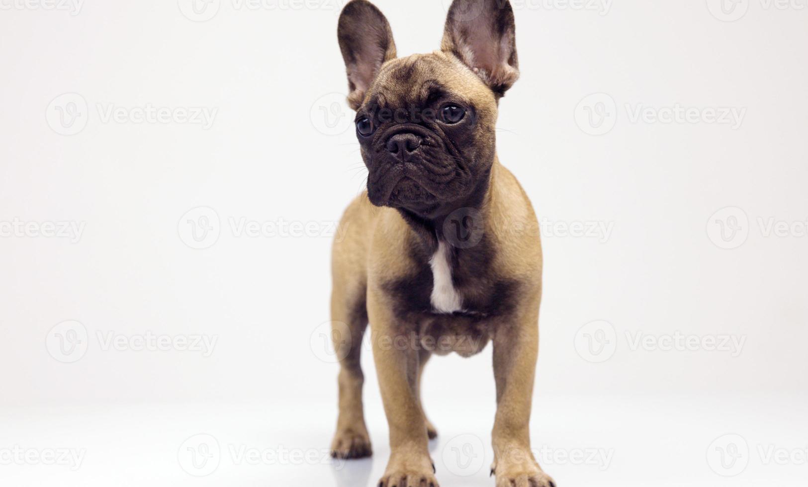 schattig huisdier Frans bulldog puppy tegen een wit achtergrond foto