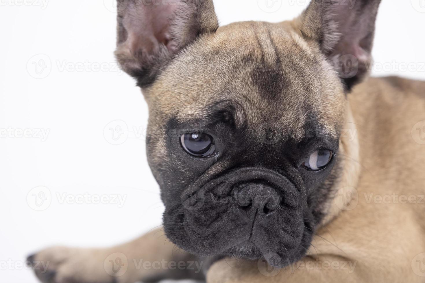 schattig huisdier Frans bulldog puppy tegen een wit achtergrond foto