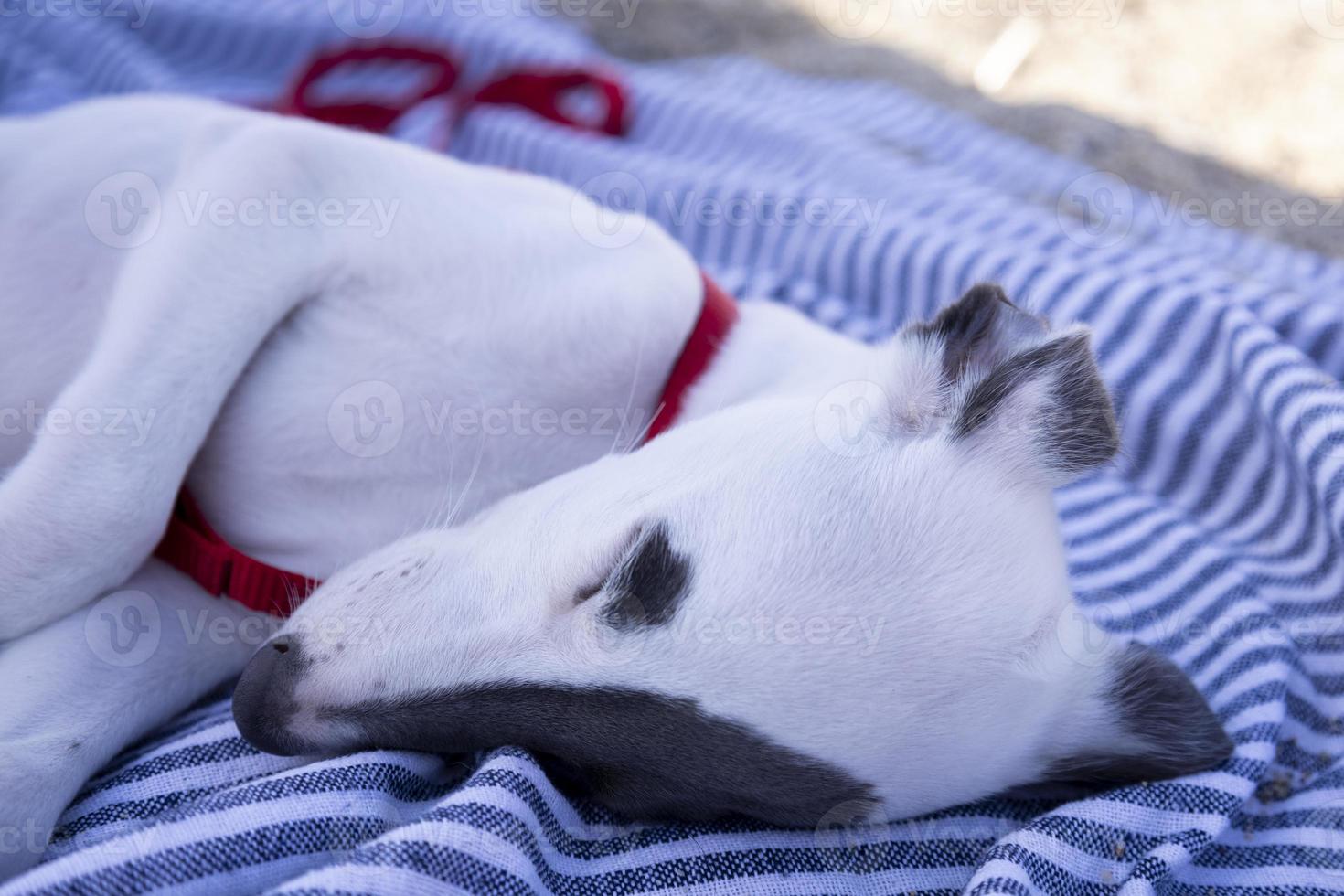 een schattig whippet hond foto