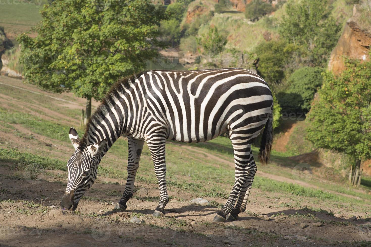 een zebra staat alleen in een veld- foto