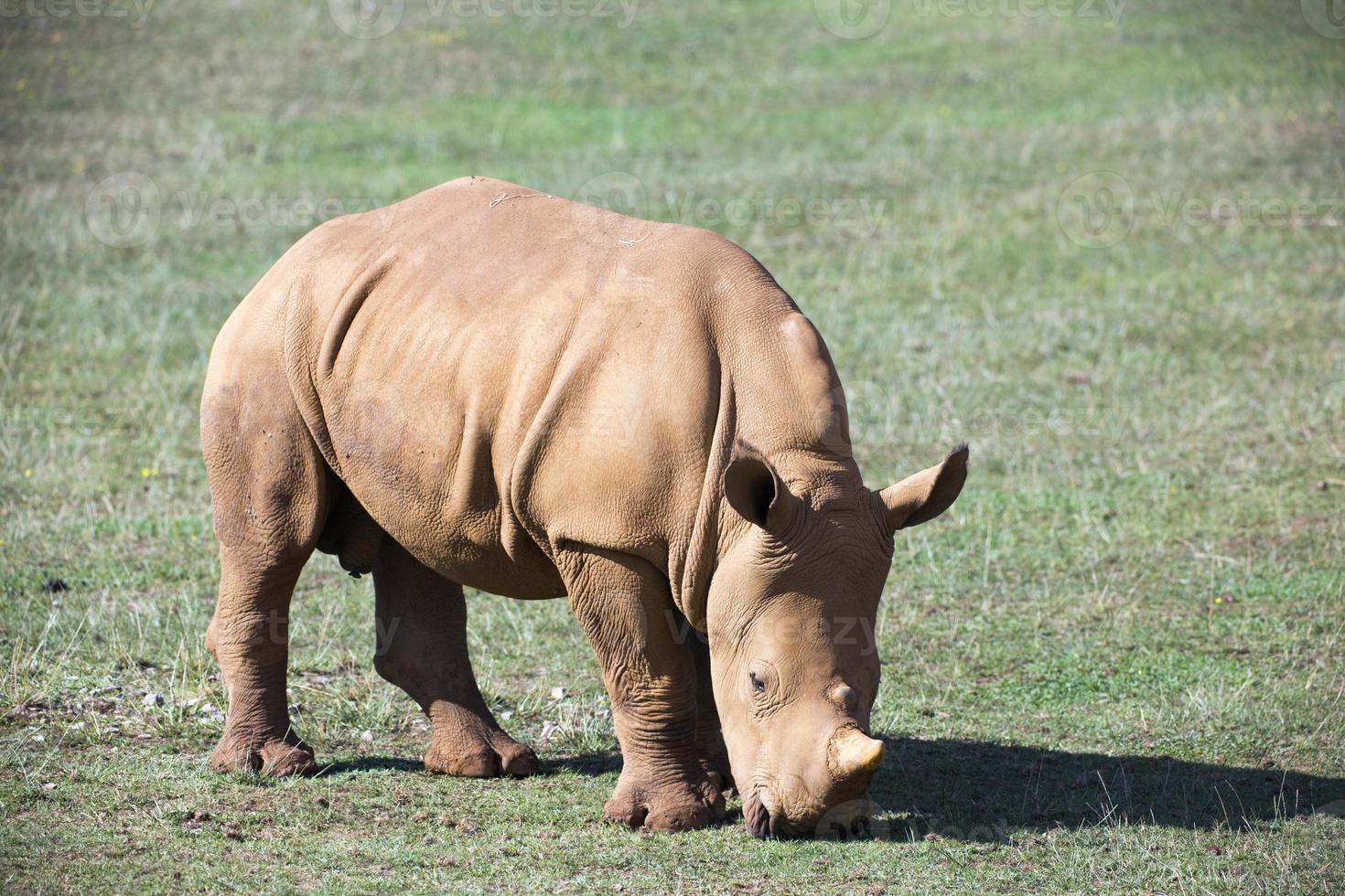 baby neushoorn Aan grasland foto