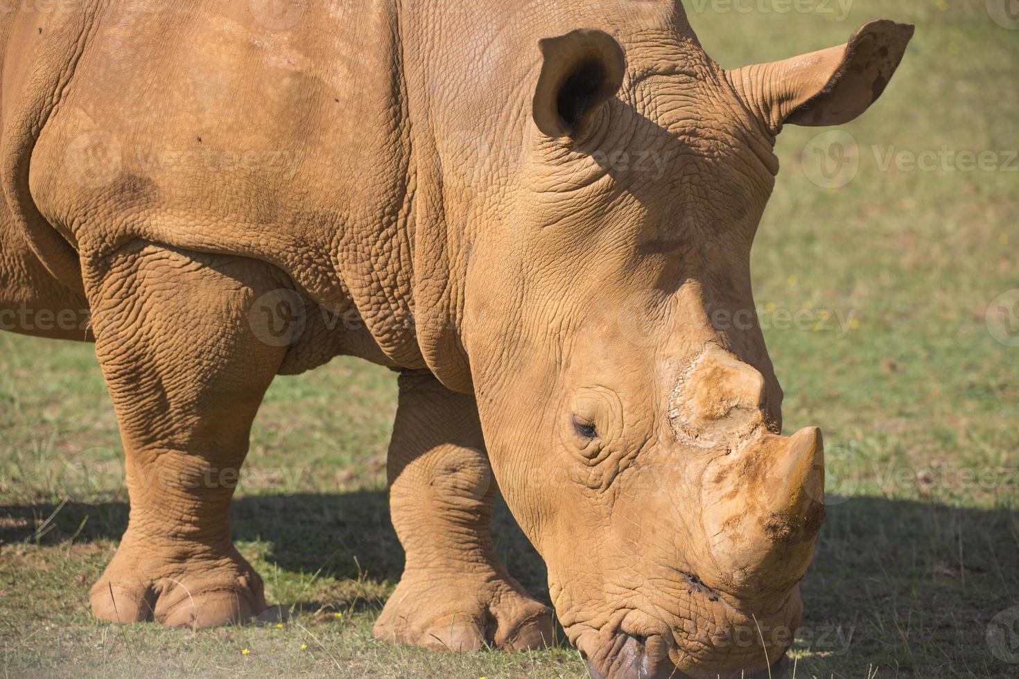 volwassen neushoorn Aan grasland foto