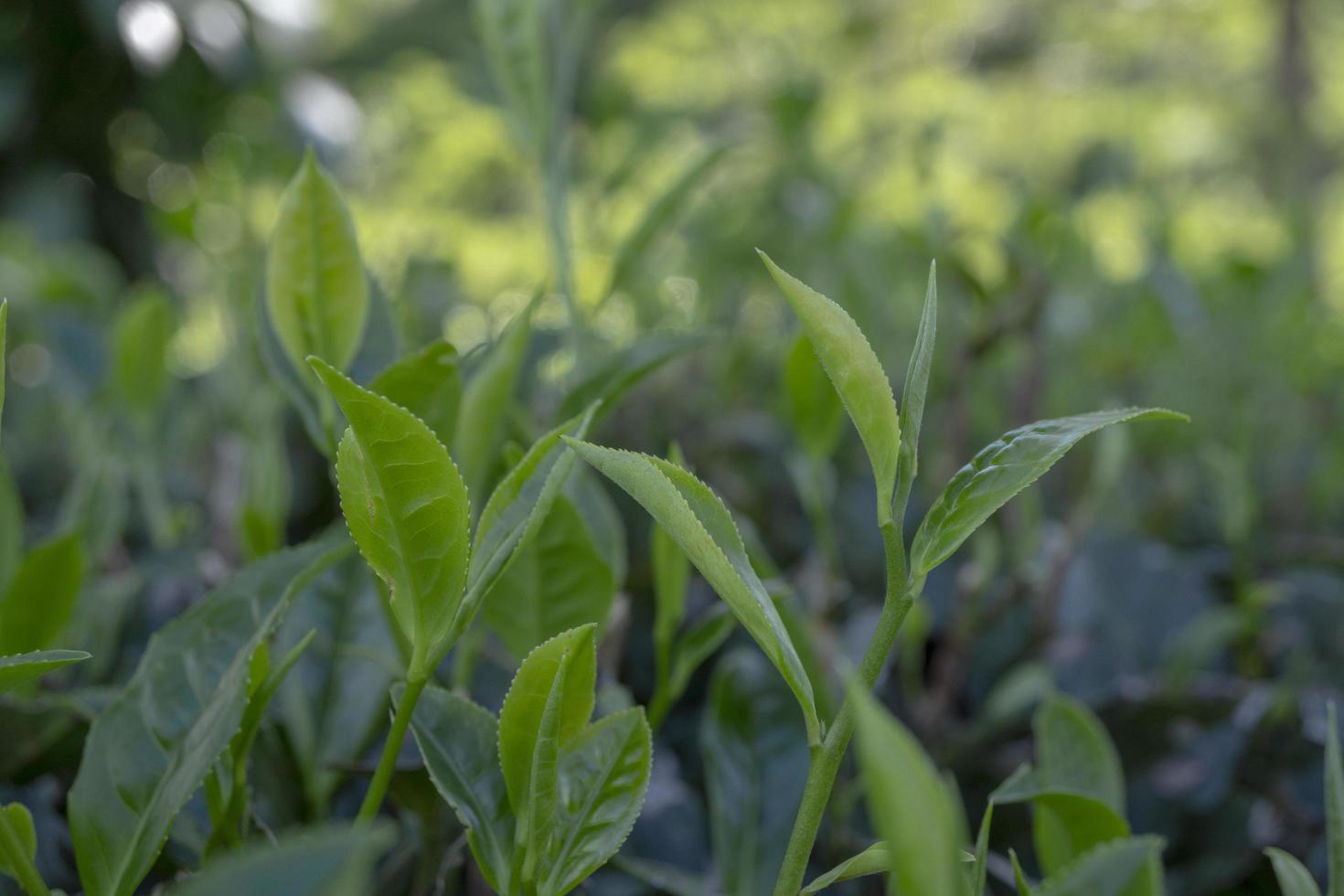 dichtbij omhoog foto van groen thee blad wanneer voorjaar seizoen met bewolkt en blauw lucht. de foto is geschikt naar gebruik voor tuin achtergrond, natuur poster en natuur inhoud media.