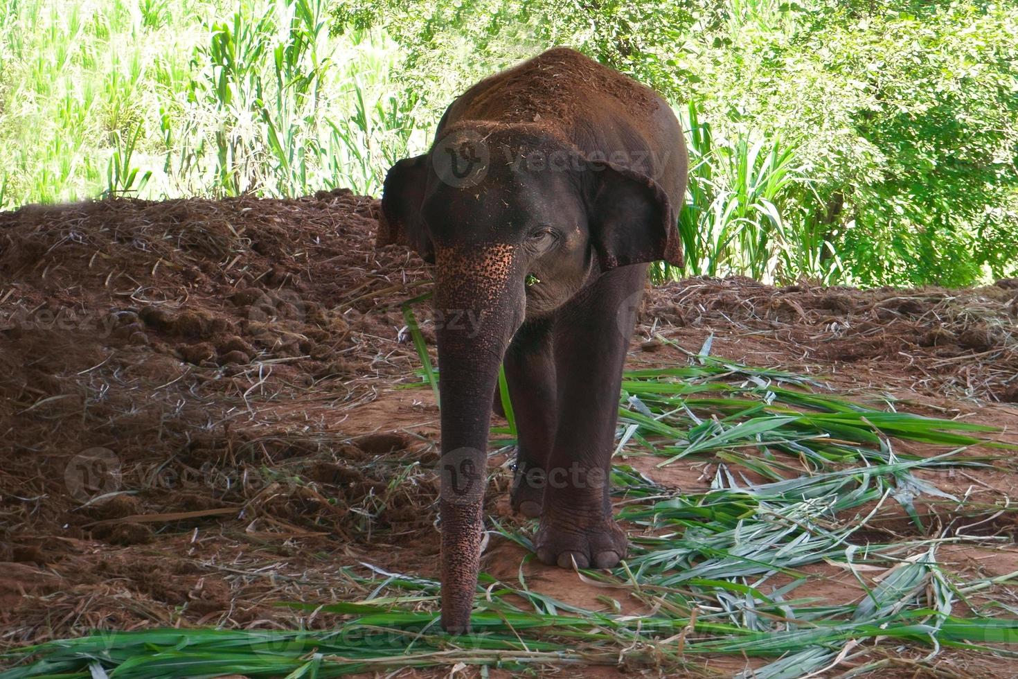 Aziatisch olifanten zijn aan het eten gras in beschermde natuur park foto