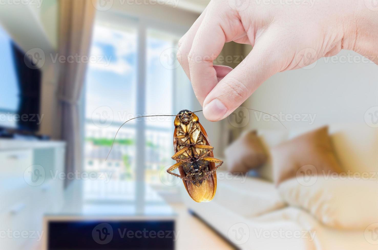 vrouw hand- Holding kakkerlak Aan kamer in huis achtergrond, elimineren kakkerlak in kamer huis foto